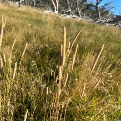 Phleum pratense (Timothy Grass) at Dargo, VIC - 26 Mar 2024 by RangerRiley