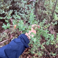 Prostanthera rotundifolia (Round-leaved Mint-Bush) at Alpine Shire - 2 Apr 2024 by RangerRiley