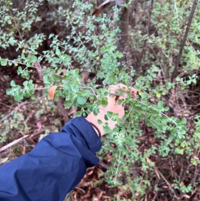 Prostanthera rotundifolia (Round-leaved Mint-Bush) at Bright, VIC - 1 Apr 2024 by RangerRiley