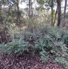 Prostanthera rotundifolia at Alpine Shire - 2 Apr 2024 10:07 AM