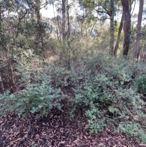 Prostanthera rotundifolia at Alpine Shire - 2 Apr 2024