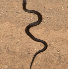 Notechis scutatus (Tiger Snake) at Alpine Shire - 12 Mar 2024 by RangerRiley