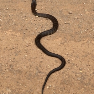 Notechis scutatus at Alpine Shire - 12 Mar 2024