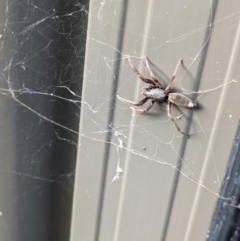 Unidentified Other hunting spider at Hackett, ACT - 1 Apr 2024 by WalterEgo