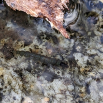 Unidentified Other Invertebrate at Namadgi National Park - 3 Apr 2024 by EmmaCollins