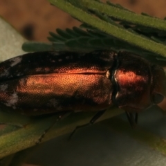 Unidentified Jewel beetle (Buprestidae) at Ainslie, ACT - 4 Jan 2024 by jb2602