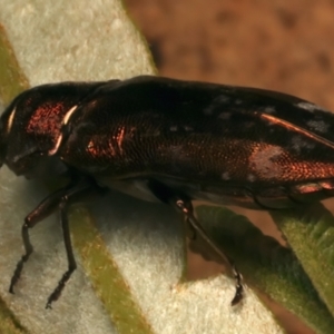 Diphucrania marmorata at Mount Ainslie - 4 Jan 2024