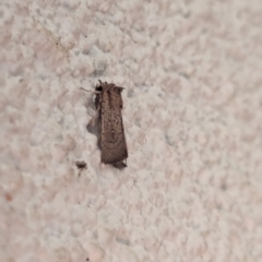 Leucania uda (A Noctuid moth) at Watson, ACT - 4 Apr 2024 by AniseStar