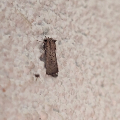 Leucania uda (A Noctuid moth) at Watson, ACT - 4 Apr 2024 by AniseStar