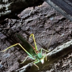 Unidentified Grasshopper, Cricket or Katydid (Orthoptera) at suppressed - 30 Mar 2024 by AniseStar