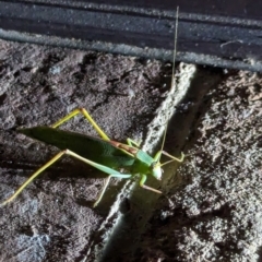 Torbia sp. at Beechworth, VIC - suppressed