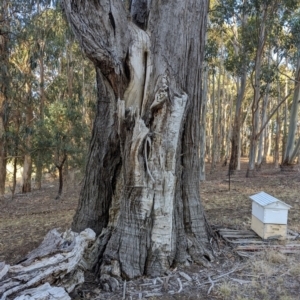 Eucalyptus sp. at Beechworth, VIC - 30 Mar 2024