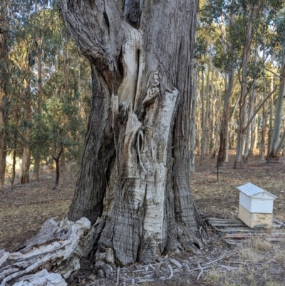 Eucalyptus sp. (A Gum Tree) at suppressed - 30 Mar 2024 by AniseStar