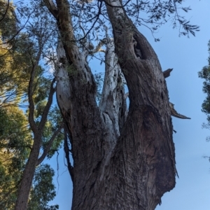 Eucalyptus sp. at Beechworth, VIC - suppressed