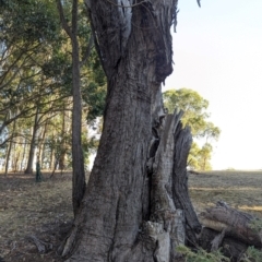 Eucalyptus sp. at Beechworth, VIC - 30 Mar 2024