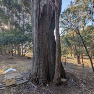 Eucalyptus sp. at Beechworth, VIC - 30 Mar 2024