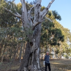 Eucalyptus sp. at Beechworth, VIC - 30 Mar 2024