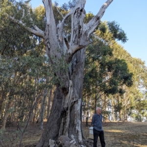 Eucalyptus sp. at Beechworth, VIC - 30 Mar 2024