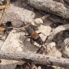 Bobilla killara (Pygmy Cricket) at Bundanoon, NSW - 3 Apr 2024 by Curiosity