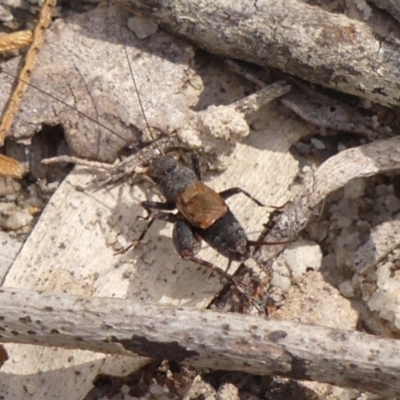 Bobilla killara (Pygmy Cricket) at Bundanoon, NSW - 3 Apr 2024 by Curiosity