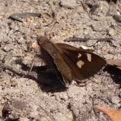 Unidentified Skipper (Hesperiidae) at Bundanoon, NSW - 3 Apr 2024 by Curiosity