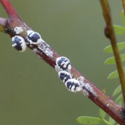 Melanococcus albizziae (Acacia Mealybug) at Wingecarribee Local Government Area - 3 Apr 2024 by Curiosity
