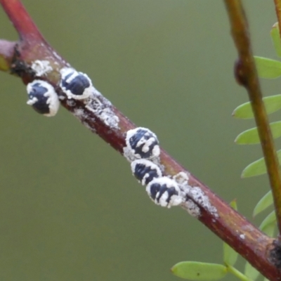 Melanococcus albizziae (Acacia Mealybug) at Bundanoon - 2 Apr 2024 by Curiosity