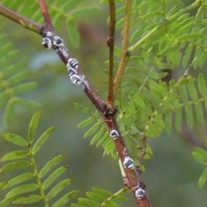 Melanococcus albizziae at Wingecarribee Local Government Area - 3 Apr 2024