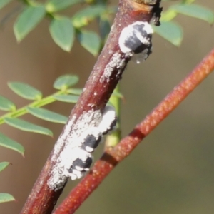 Melanococcus albizziae at Wingecarribee Local Government Area - 3 Apr 2024