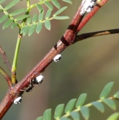 Melanococcus albizziae at Wingecarribee Local Government Area - 3 Apr 2024