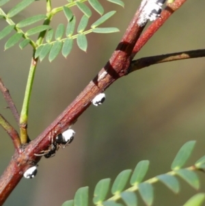 Melanococcus albizziae at Wingecarribee Local Government Area - 3 Apr 2024