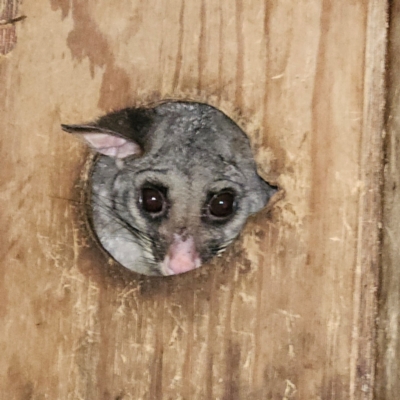 Trichosurus vulpecula (Common Brushtail Possum) at QPRC LGA - 4 Apr 2024 by MatthewFrawley