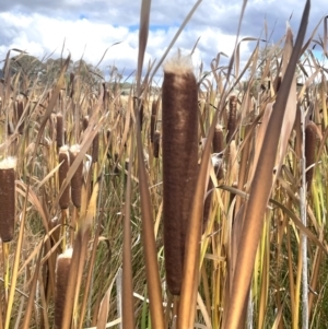 Typha latifolia at Namadgi National Park - 4 Apr 2024