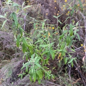 Olearia lirata at Mount Majura - 4 Apr 2024