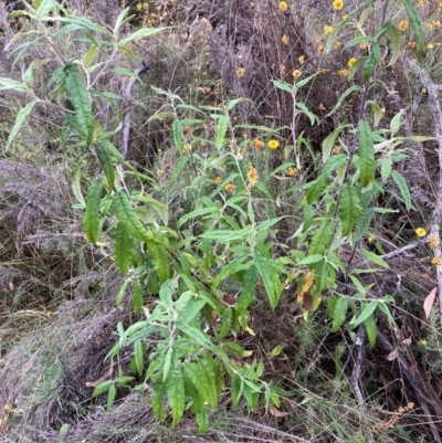 Olearia lirata (Snowy Daisybush) at Hackett, ACT - 4 Apr 2024 by waltraud