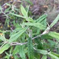 Olearia lirata at Mount Majura - 4 Apr 2024 04:51 PM