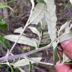 Olearia lirata at Mount Majura - 4 Apr 2024 04:51 PM