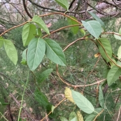 Lonicera japonica (Japanese Honeysuckle) at Mount Majura (MMS) - 4 Apr 2024 by waltraud