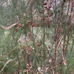 Asparagus officinalis (Asparagus) at Mount Majura (MMS) - 4 Apr 2024 by waltraud