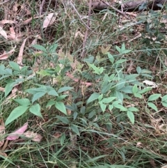 Nandina domestica (Sacred Bamboo) at Mount Majura (MMS) - 4 Apr 2024 by waltraud