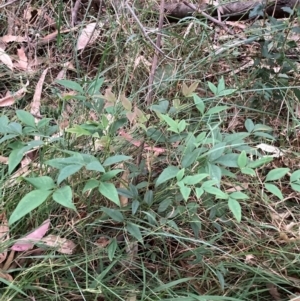 Nandina domestica at Mount Majura (MMS) - 4 Apr 2024