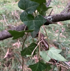 Hedera helix (Ivy) at Mount Majura - 4 Apr 2024 by waltraud