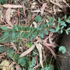 Ligustrum sinense (Narrow-leaf Privet, Chinese Privet) at Mount Majura (MMS) - 4 Apr 2024 by waltraud