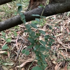 Ligustrum sinense at Mount Majura (MMS) - 4 Apr 2024