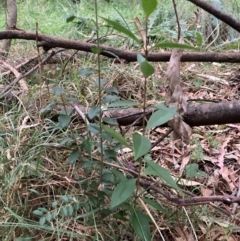 Ligustrum sinense at Mount Majura (MMS) - 4 Apr 2024