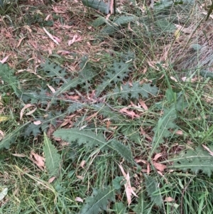 Cirsium vulgare at Mount Majura (MMS) - 4 Apr 2024 06:36 PM