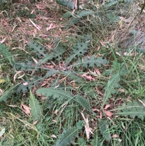 Cirsium vulgare at Mount Majura (MMS) - 4 Apr 2024
