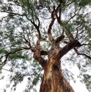 Eucalyptus melliodora at Hughes, ACT - 5 Apr 2024