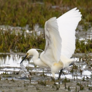 Egretta garzetta at Breamlea, VIC - 29 Nov 2018 07:46 AM