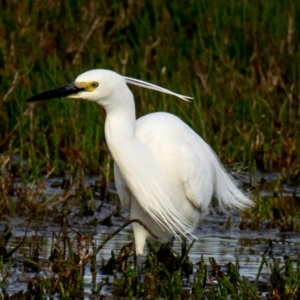 Egretta garzetta at Breamlea, VIC - 29 Nov 2018 07:46 AM